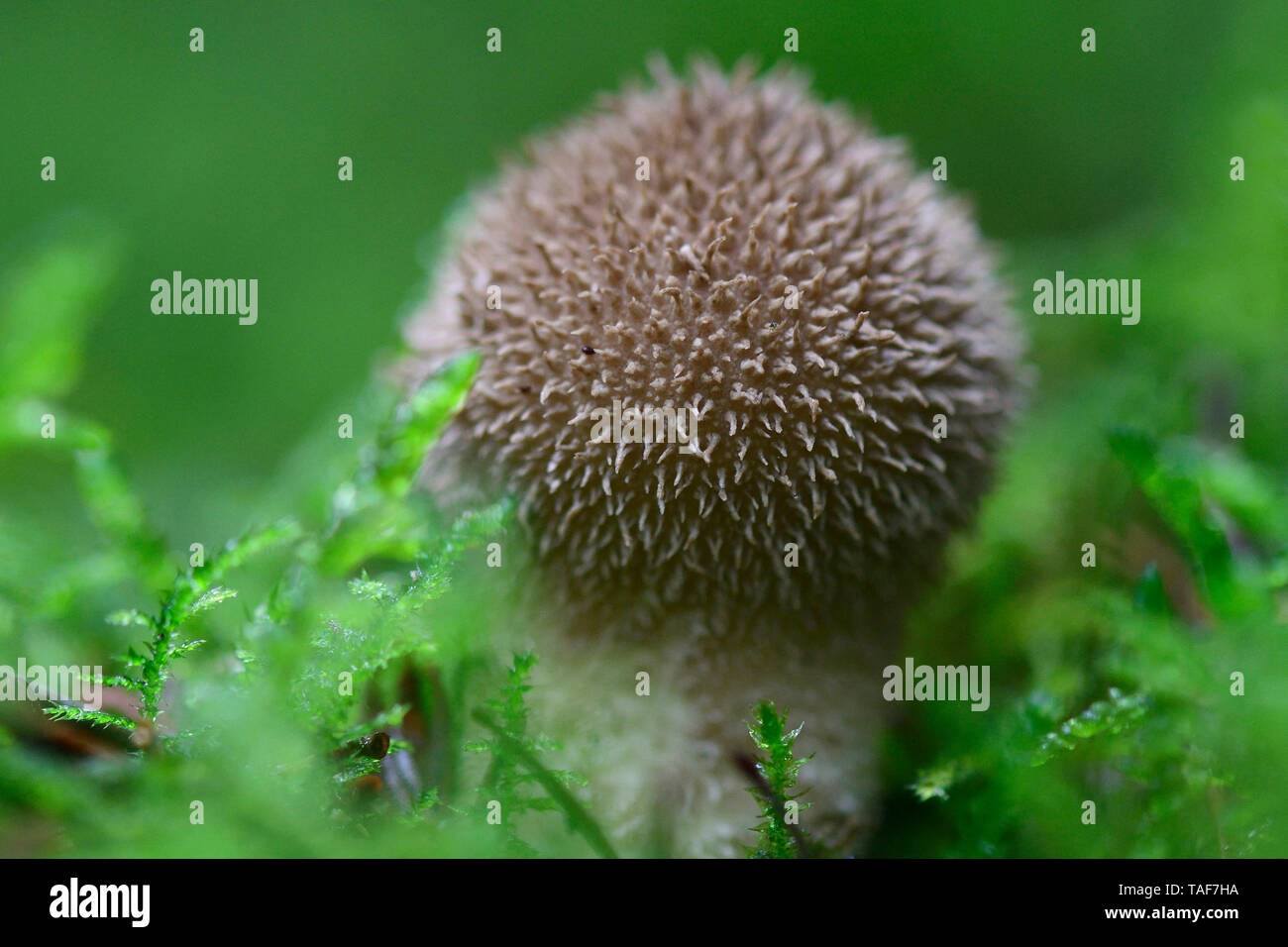 Puffball espinoso (Lycoperdon echinatum), Vosges, Francia Foto de stock