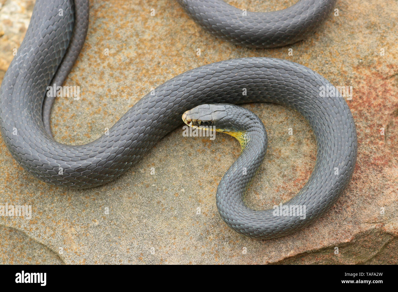Amarillo oriental-curva Racer Snake (Coluber constrictor flaviventris) Foto de stock