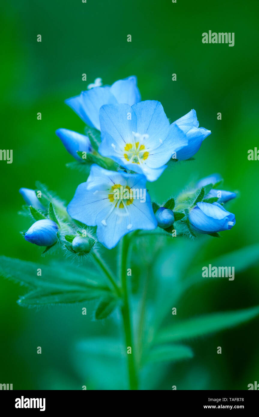 Polemonium pulcherrimum de escalera de Jacob, wildflower, Olympic National Park, Washington, EE.UU. Foto de stock