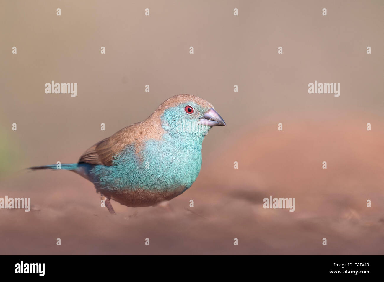 Azul (Waxbill Uraeginthus angolensis) en el suelo, KwaZulu-Natal, Sudáfrica Foto de stock