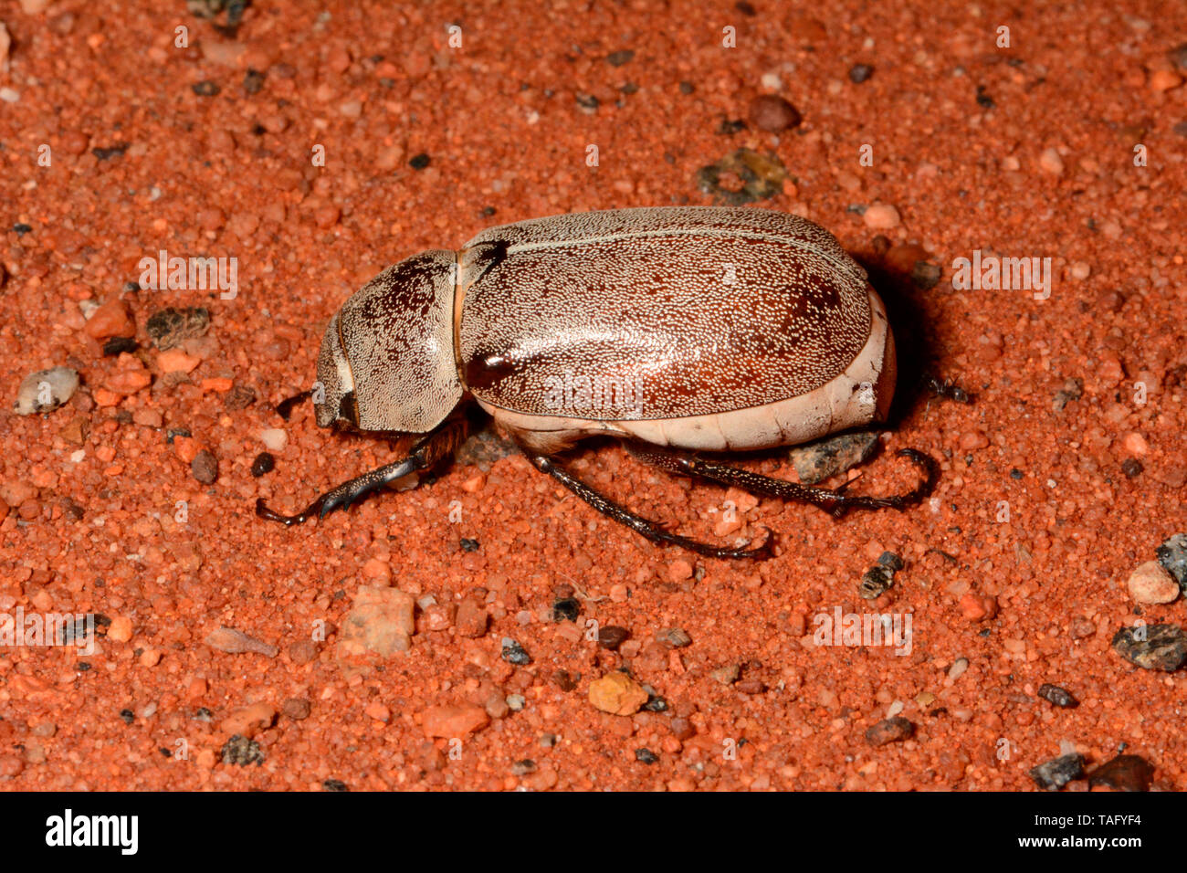 Navidad (escarabajo Anoplognathus Barradale pallidicollis), Zona de descanso, WA, Australia Foto de stock
