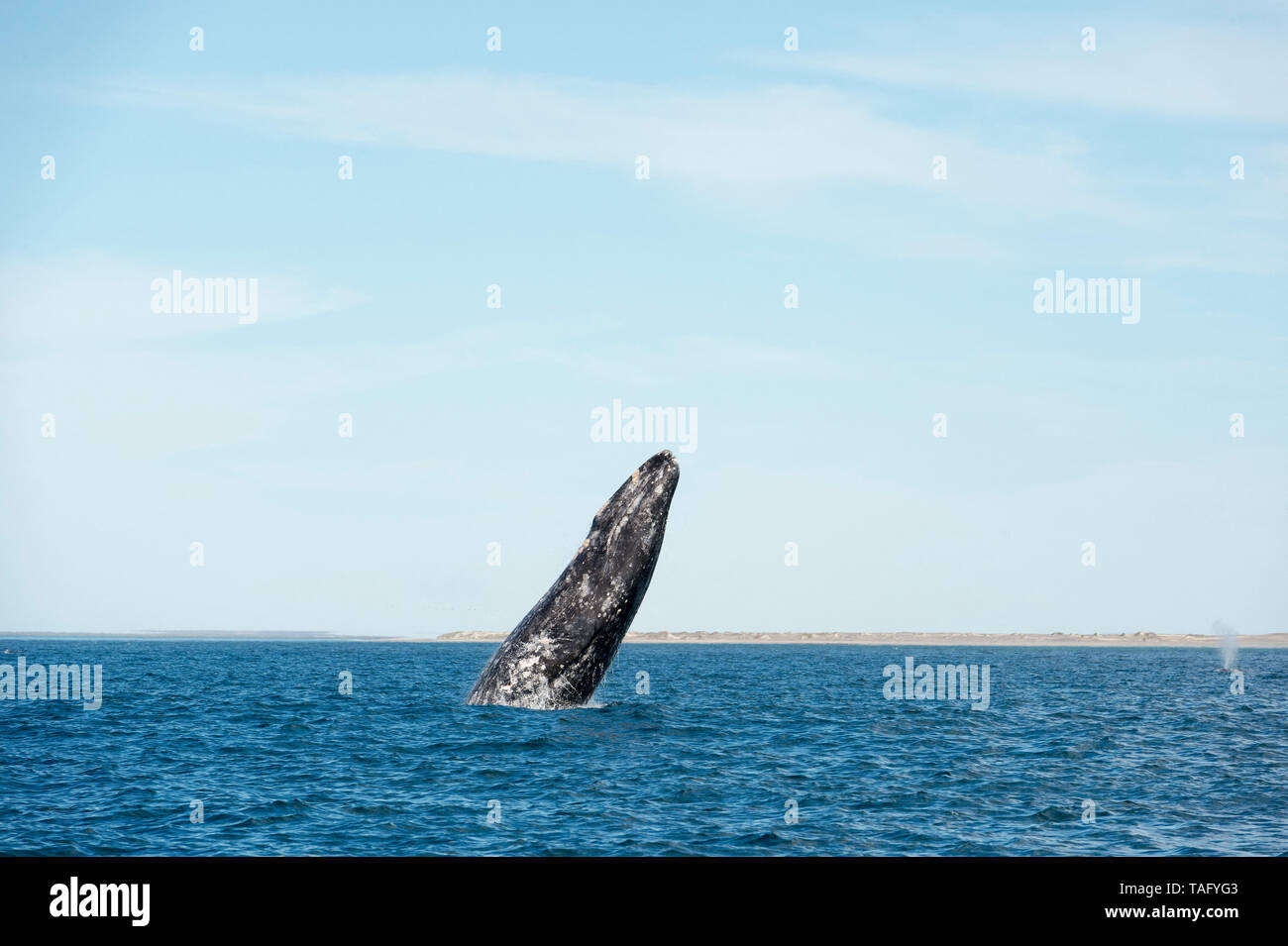 La ballena gris (Eschrichtius robustus) en Baja California. México. Foto de stock