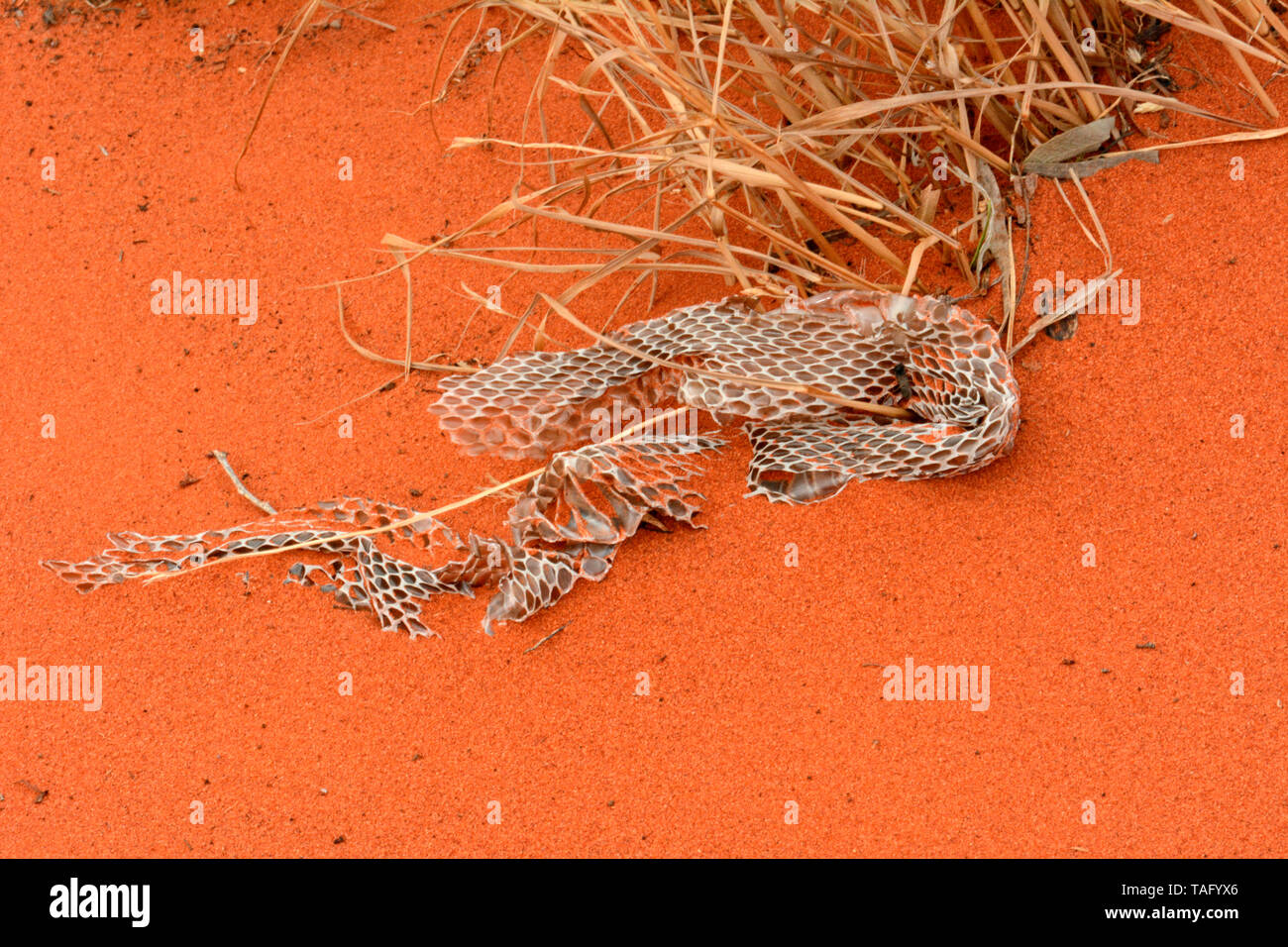 Elapid serpiente muda sobre la duna, Mount Conner, Centro Rojo, NT, Australia Foto de stock