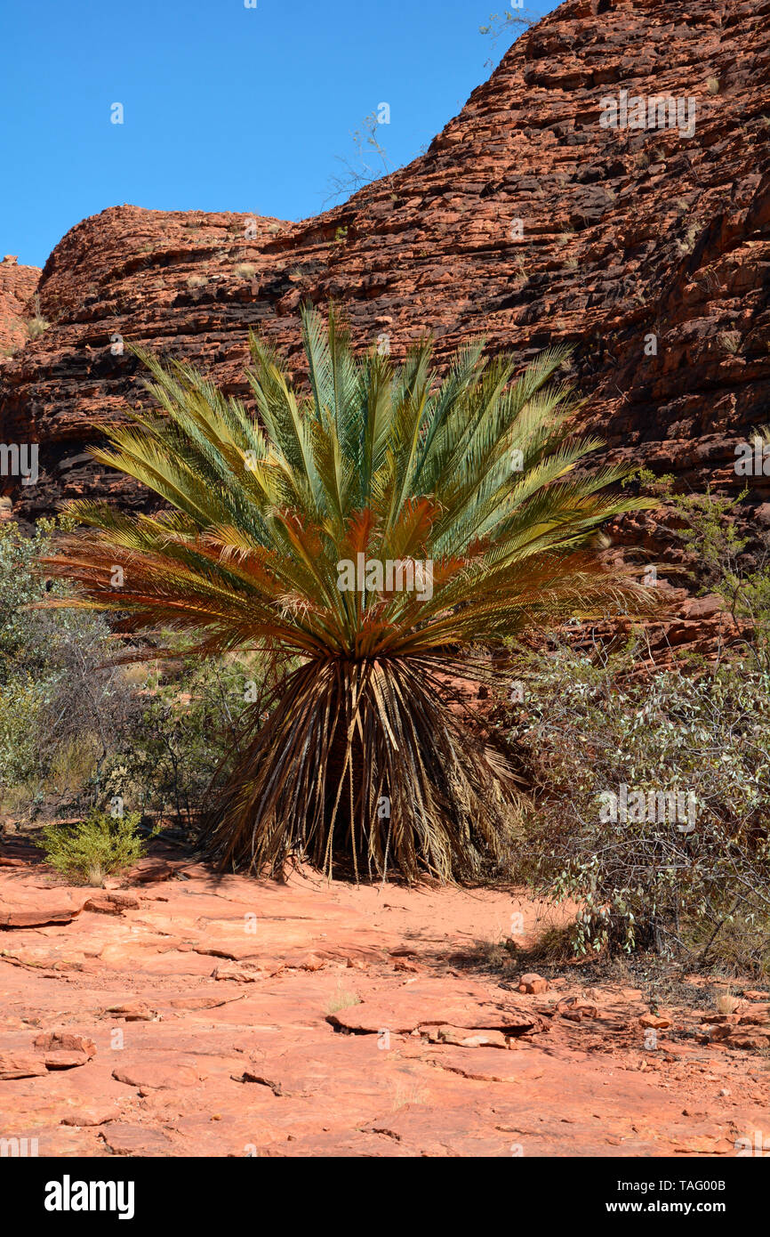 Orden de los cycadales fotografías e imágenes de alta resolución - Alamy