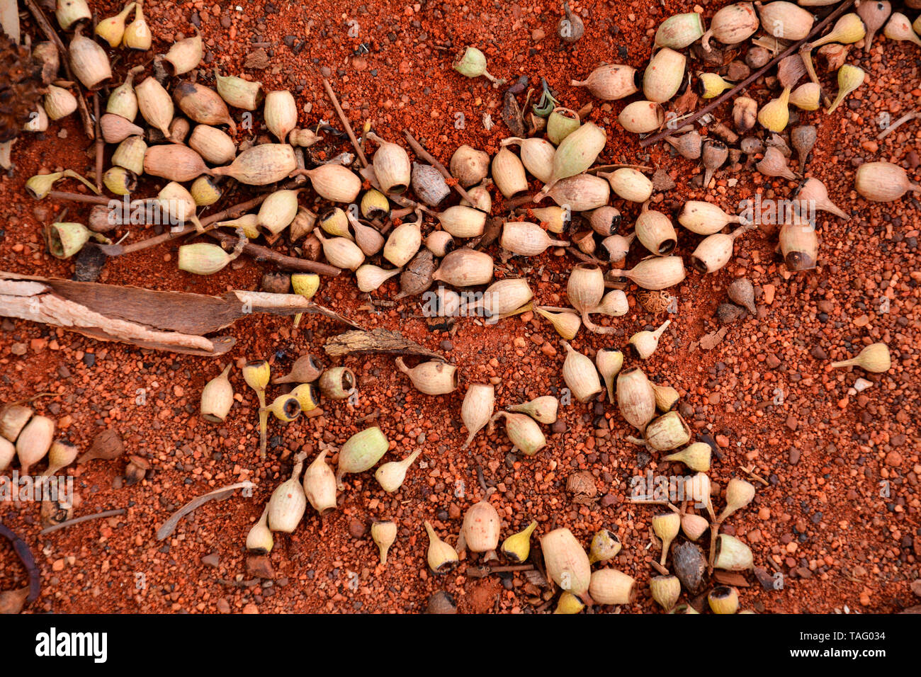 Las semillas de eucalipto sobre suelo rojo, Yulara, Centro Rojo, NT, Australia Foto de stock