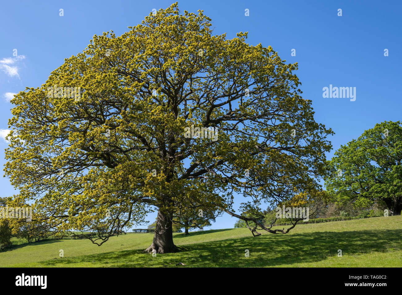 La propagación de las ramas de un árbol de roble Inglés en Eskdale, North York Moors, Yorkshire, Reino Unido Foto de stock