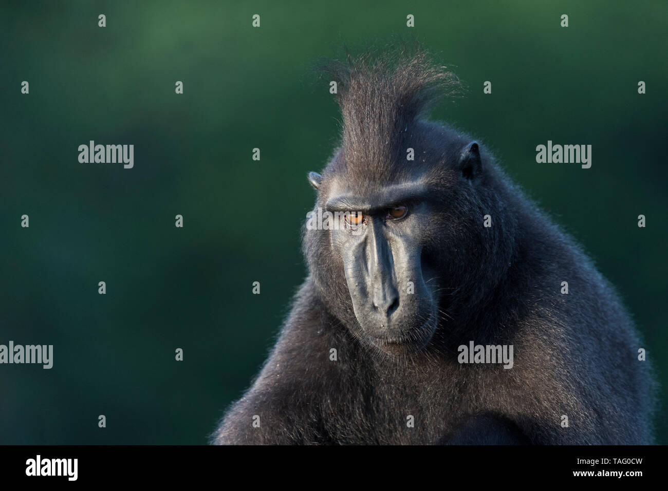 El macaco crestado de Célebes o Sulawesi, macaco negro crestado crestados, macaco o el negro ape (Macaca nigra), macho adulto, el Parque Nacional Tangkoko, Sulawesi, Sulawesi, Indonesia Foto de stock