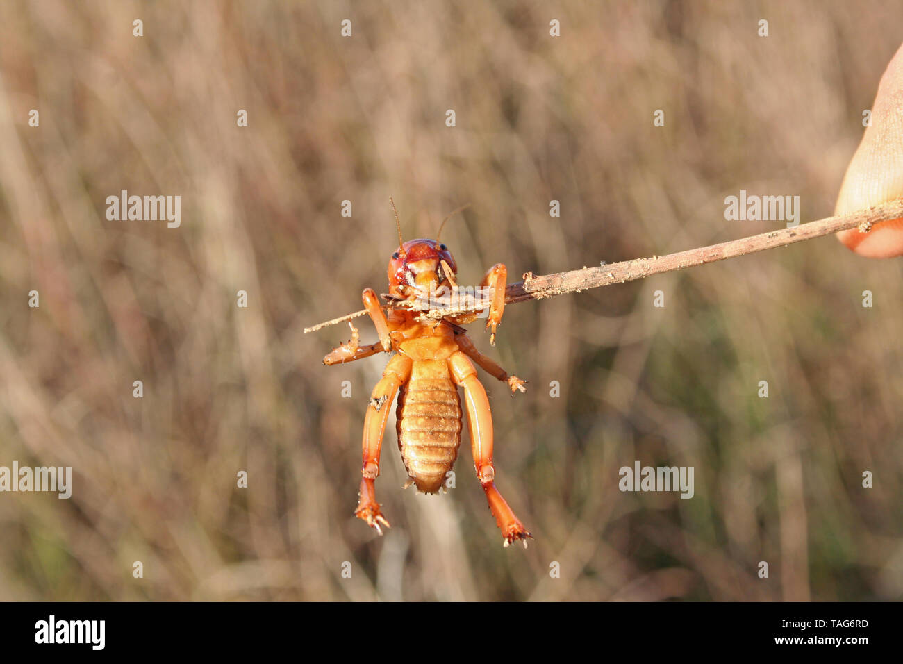 Stenopelmatus nigrocapitatus fotografías e imágenes de alta resolución