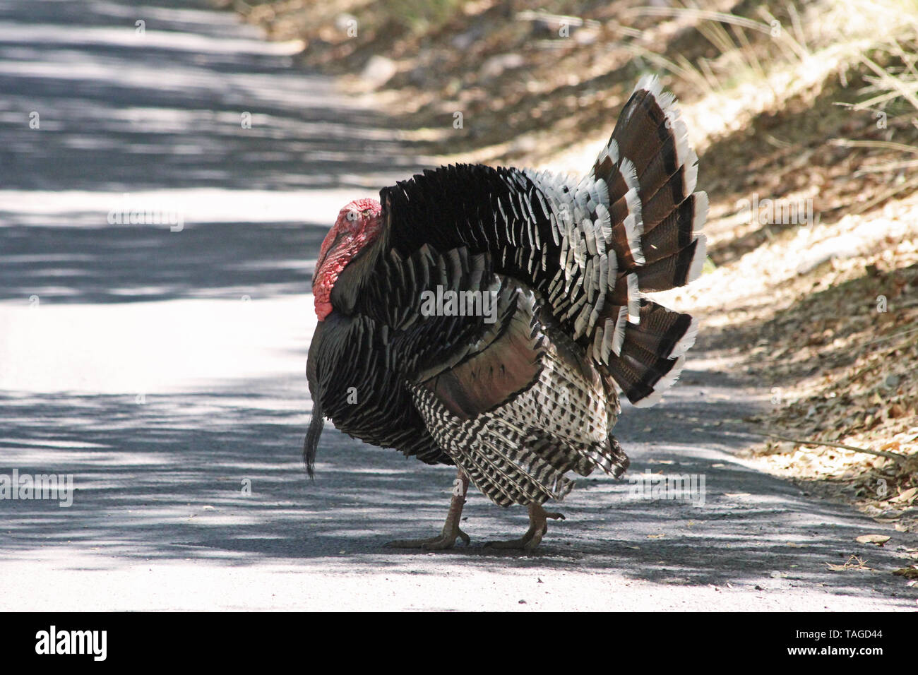 Thom masculino el guajolote silvestre (Meleagris gallopavo) Foto de stock