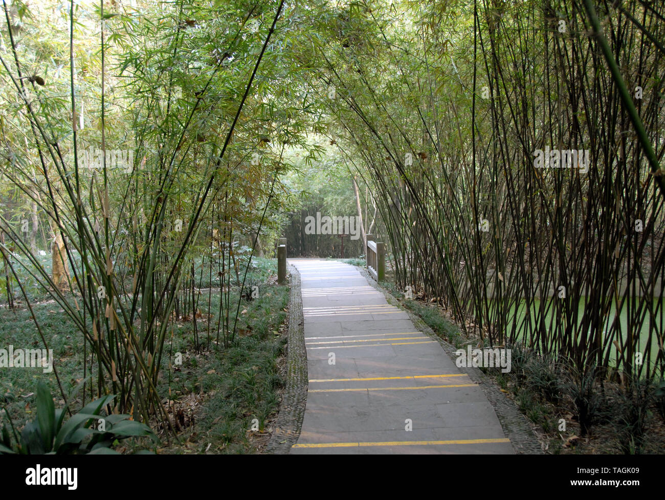 Una ruta a través de bambú en Chengdu Panda Reserva (Chengdu Base de investigación de pandas gigantes) Cría en Sichuan, China. Chengdu Panda Reserva, bambú, camino. Foto de stock