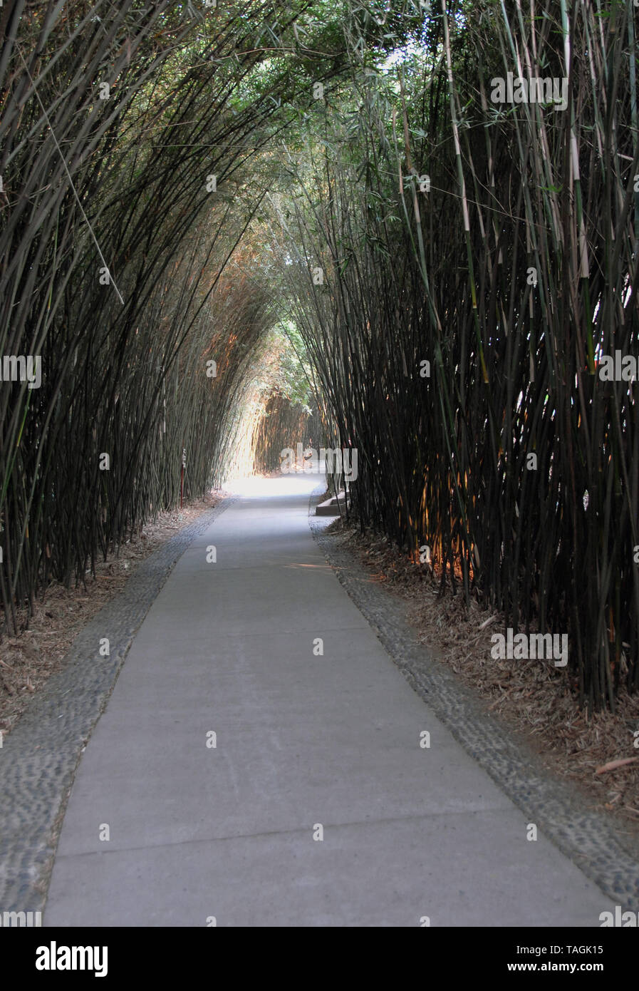 Una ruta a través de bambú en Chengdu Panda Reserva (Chengdu Base de investigación de pandas gigantes) Cría en Sichuan, China. Chengdu Panda Reserva, bambú, camino. Foto de stock