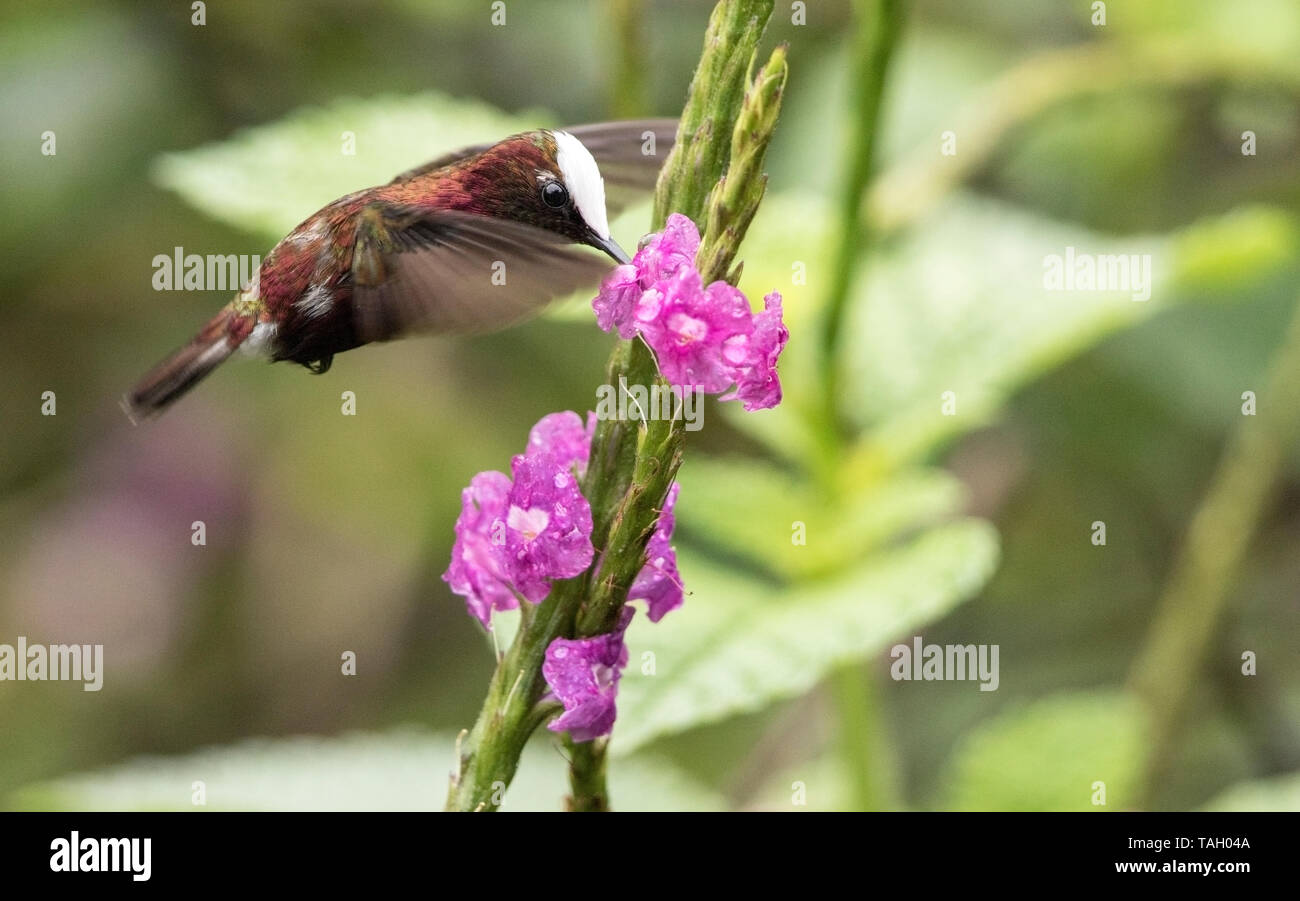 Snowcap, Microchera albocoronata, macho alimentándose de flor tropical, reserva el Tapir, Costa Rica el 25 de marzo de 2019 Foto de stock