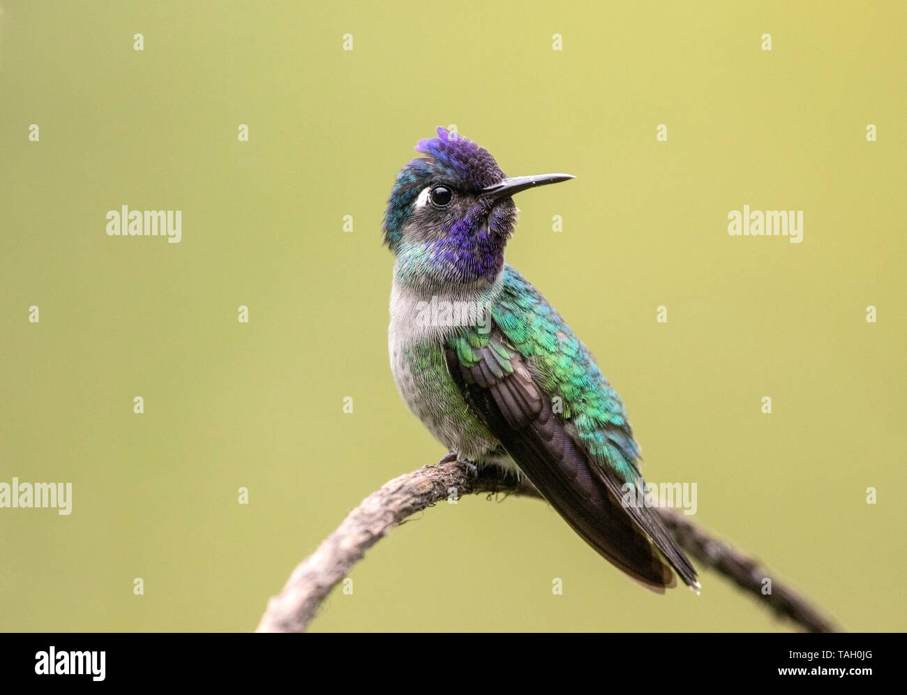 Violeta-encabezada colibrí, el macho adulto posado sobre twig, Reserva El Tapir, Costa Rica el 25 de marzo de 2019 Foto de stock