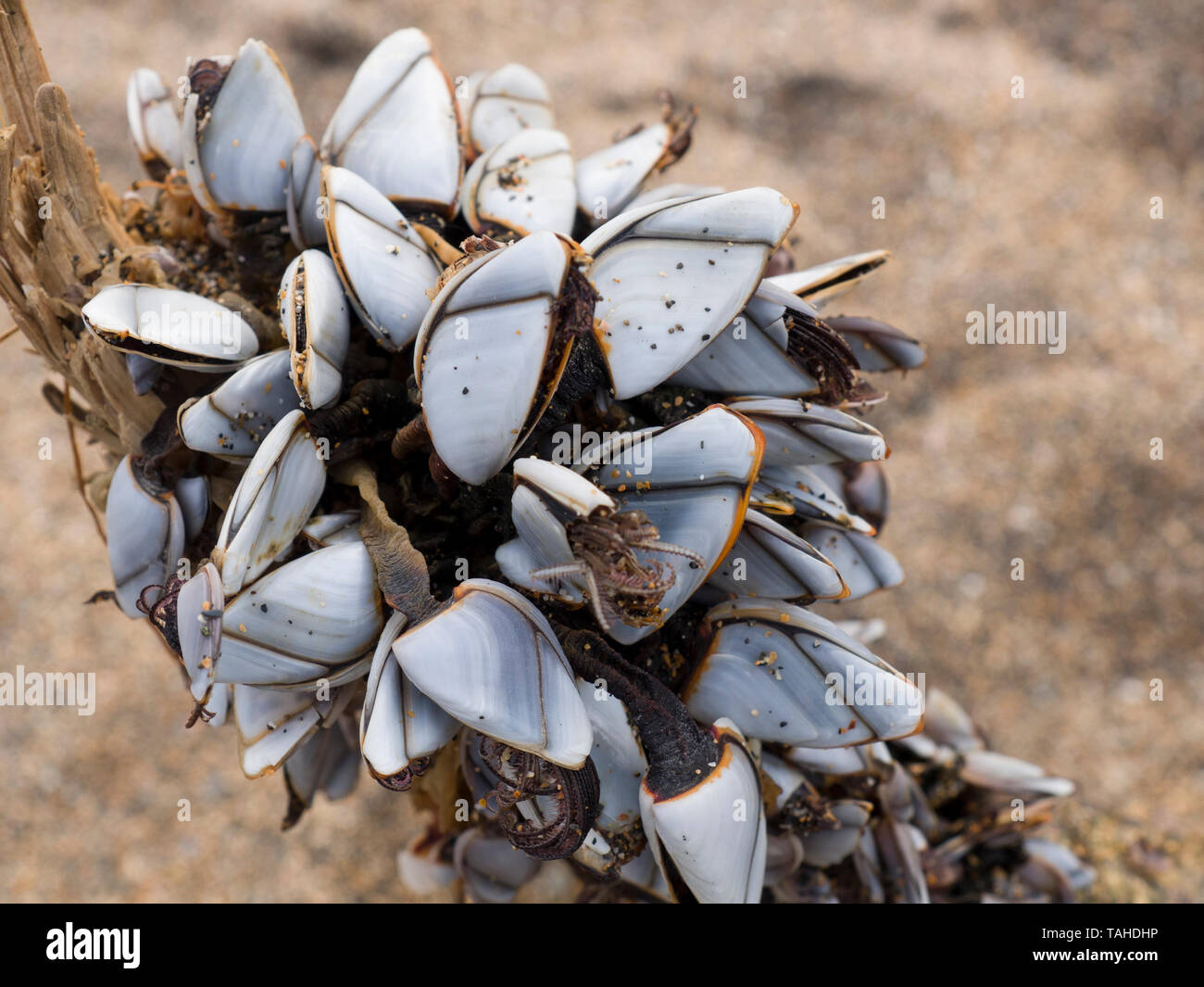 Percebes, Lepas anatifera, varada en una playa de Cornualles, en el REINO UNIDO Foto de stock