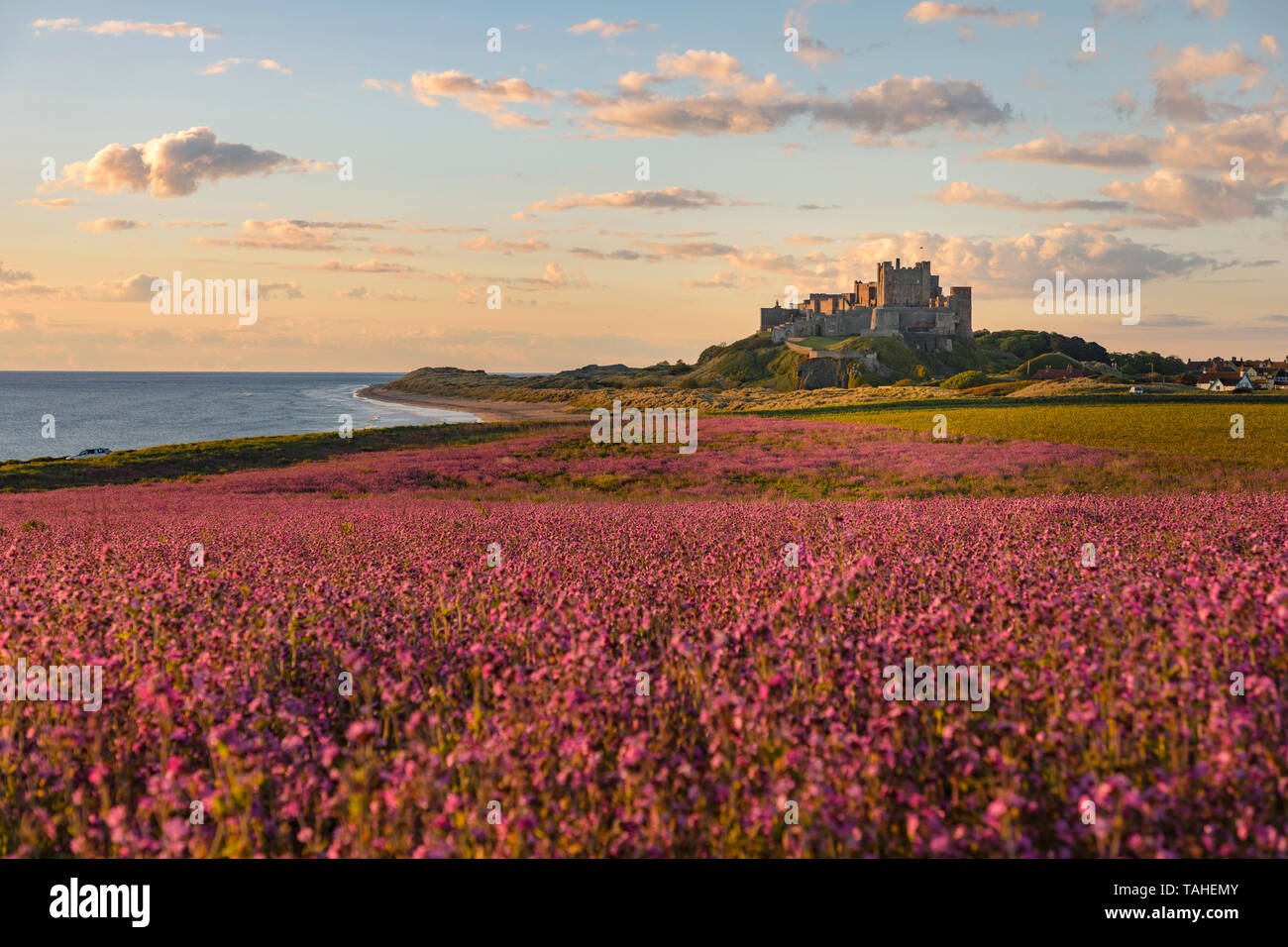 Bamburgh Castle, Northumberland, Inglaterra, Reino Unido, Europa Foto de stock