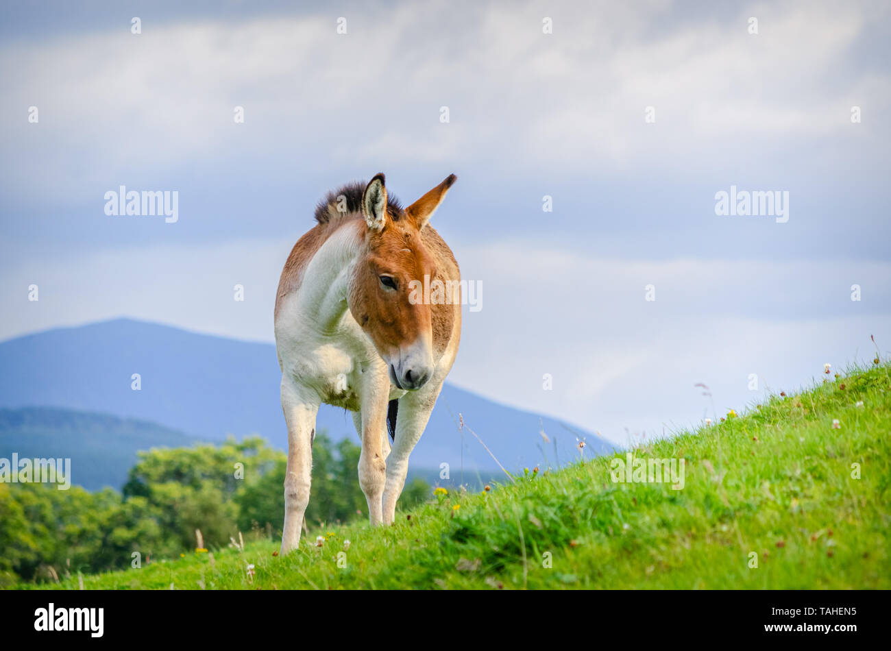 Una imagen de un potro salvaje asiático de pie sobre una colina. Los caballos son muy raras y también pasar por el nombre de Prszewalski's Horse, el caballo mongol Foto de stock