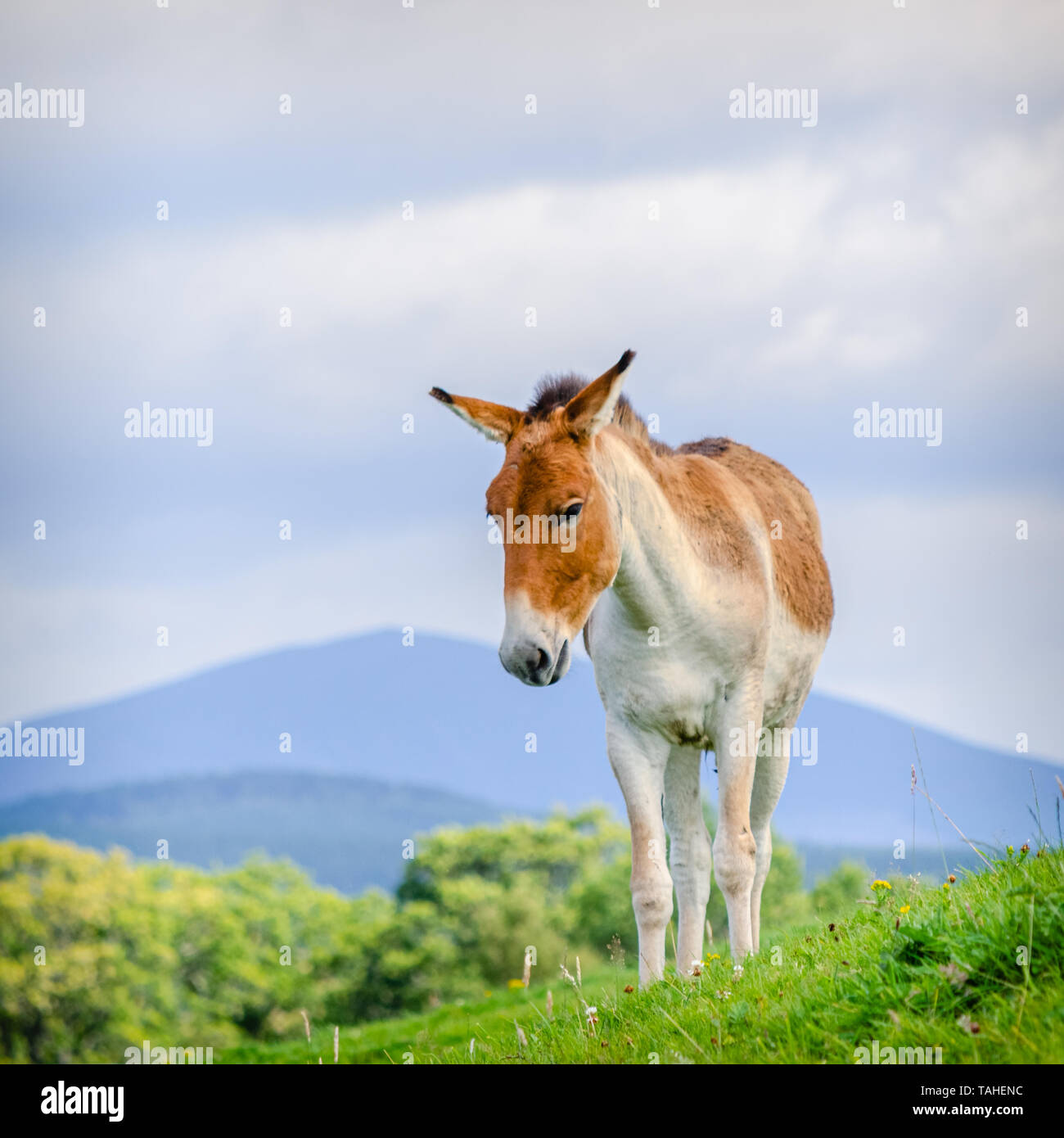 Una imagen de un potro salvaje asiático de pie sobre una colina. Los caballos son muy raras y también pasar por el nombre de Prszewalski's Horse, el caballo mongol Foto de stock