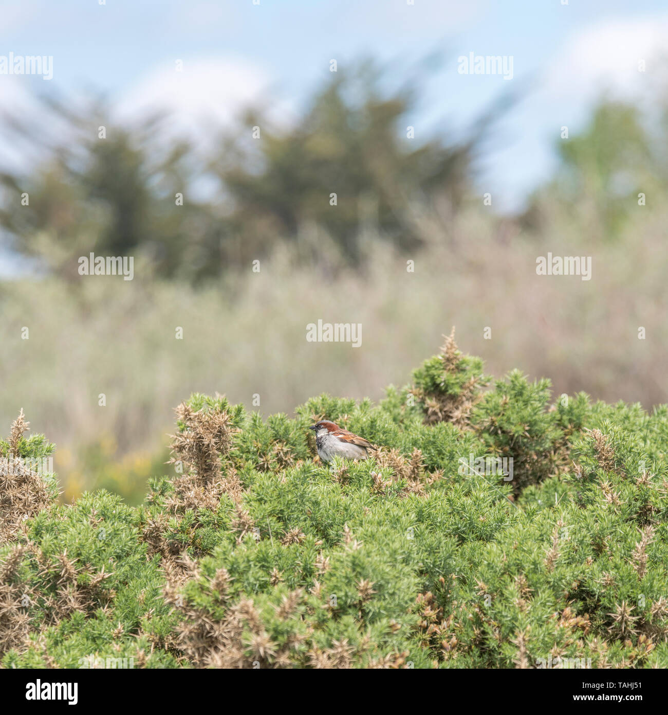 Gorrión macho / Passer domesticus encaramado sobre un Tojo / Aulaga bush - Ulex europaeus sucursal en Sunshine (Mayo de tiempo). Foto de stock