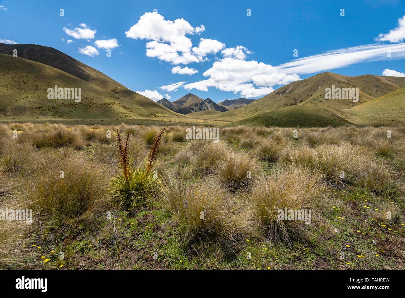 Penacho de hierba y montañas, amplia gama de la montaña, Lindis Pass, Alpes del Sur, Otago, Isla del Sur, Nueva Zelanda Foto de stock