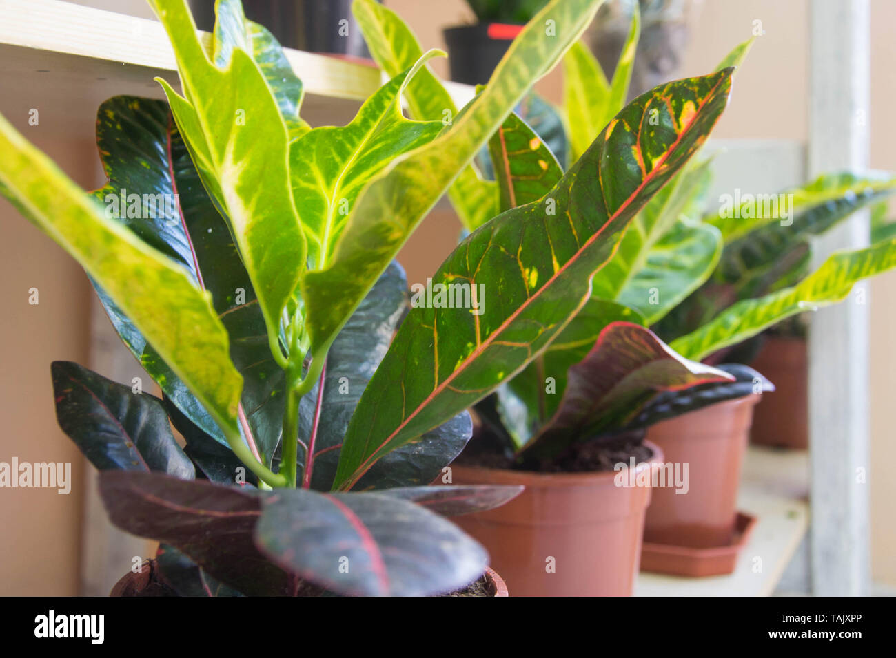 Croton (Codiaeum variegatum o Puring) - Casa hermosa planta. Planta de hojas rayadas, jardín de plantas ornamentales, plantas en maceta en flowershop Foto de stock