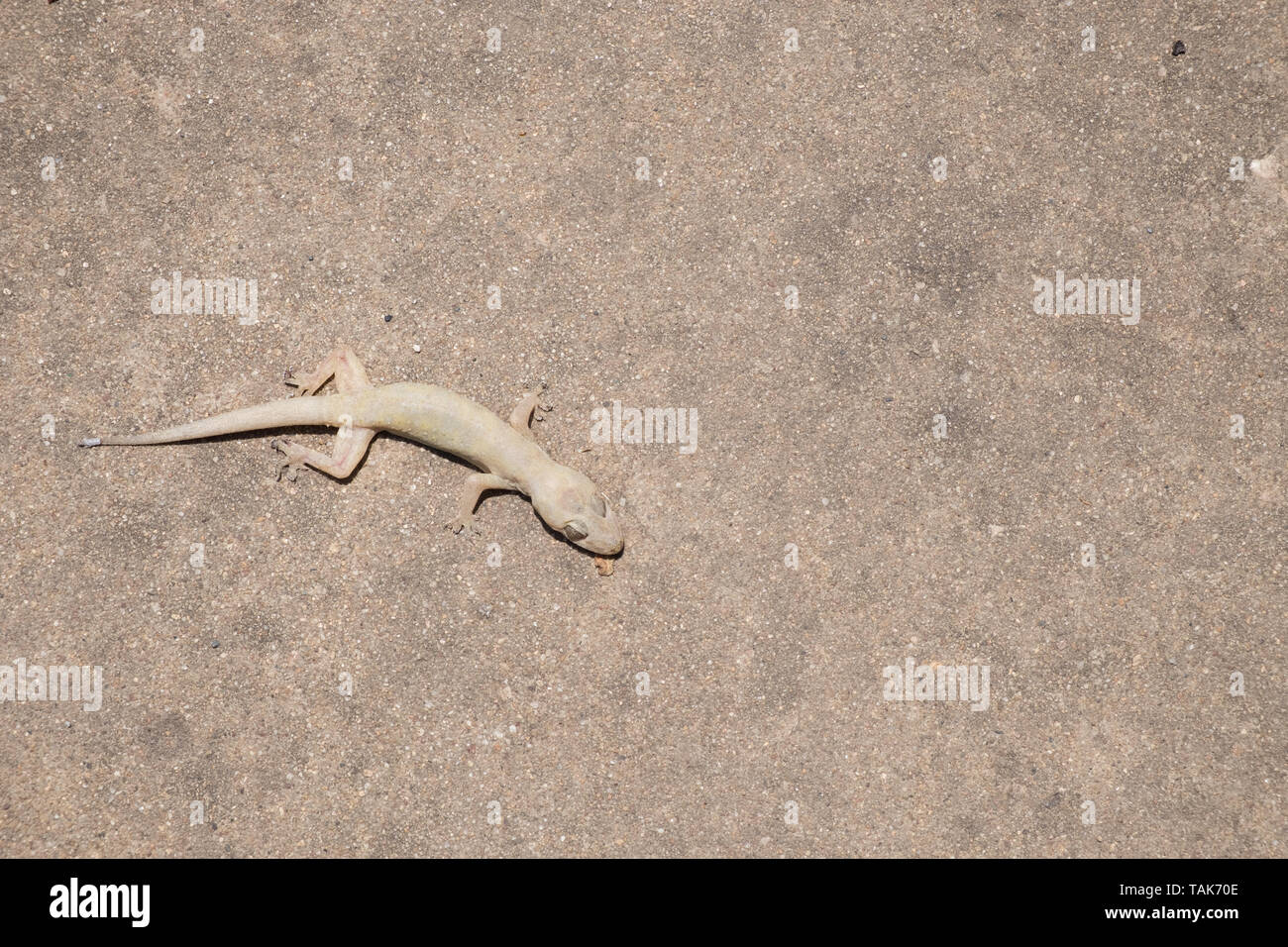 Imágenes en primer plano de asia pequeña lagartija muerta. Foto de stock