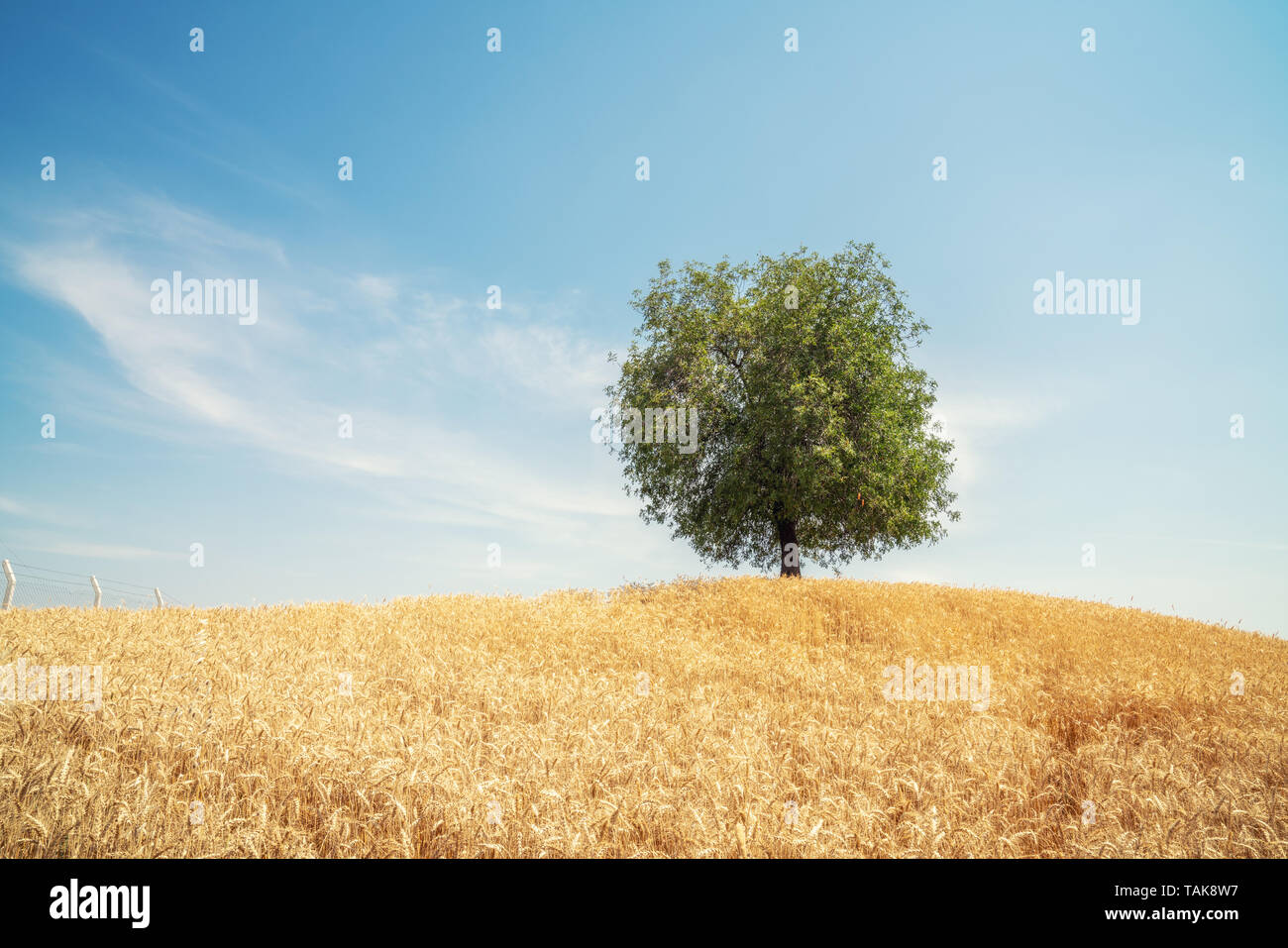 Solitario árbol en el campo de trigo de oro. Paisaje de verano con el cielo nublado Foto de stock