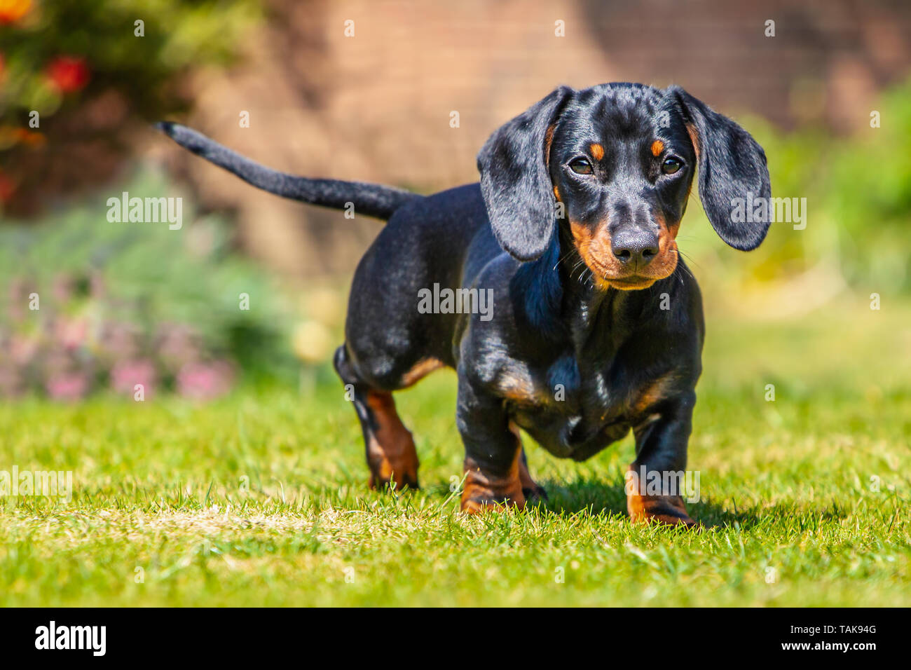 Retrato de un negro y marrón de pelo corto Teckel miniatura cachorro de pie  mirando a la cámara sobre el césped visto a nivel del ojo con sus orejas  hacia fuera Fotografía