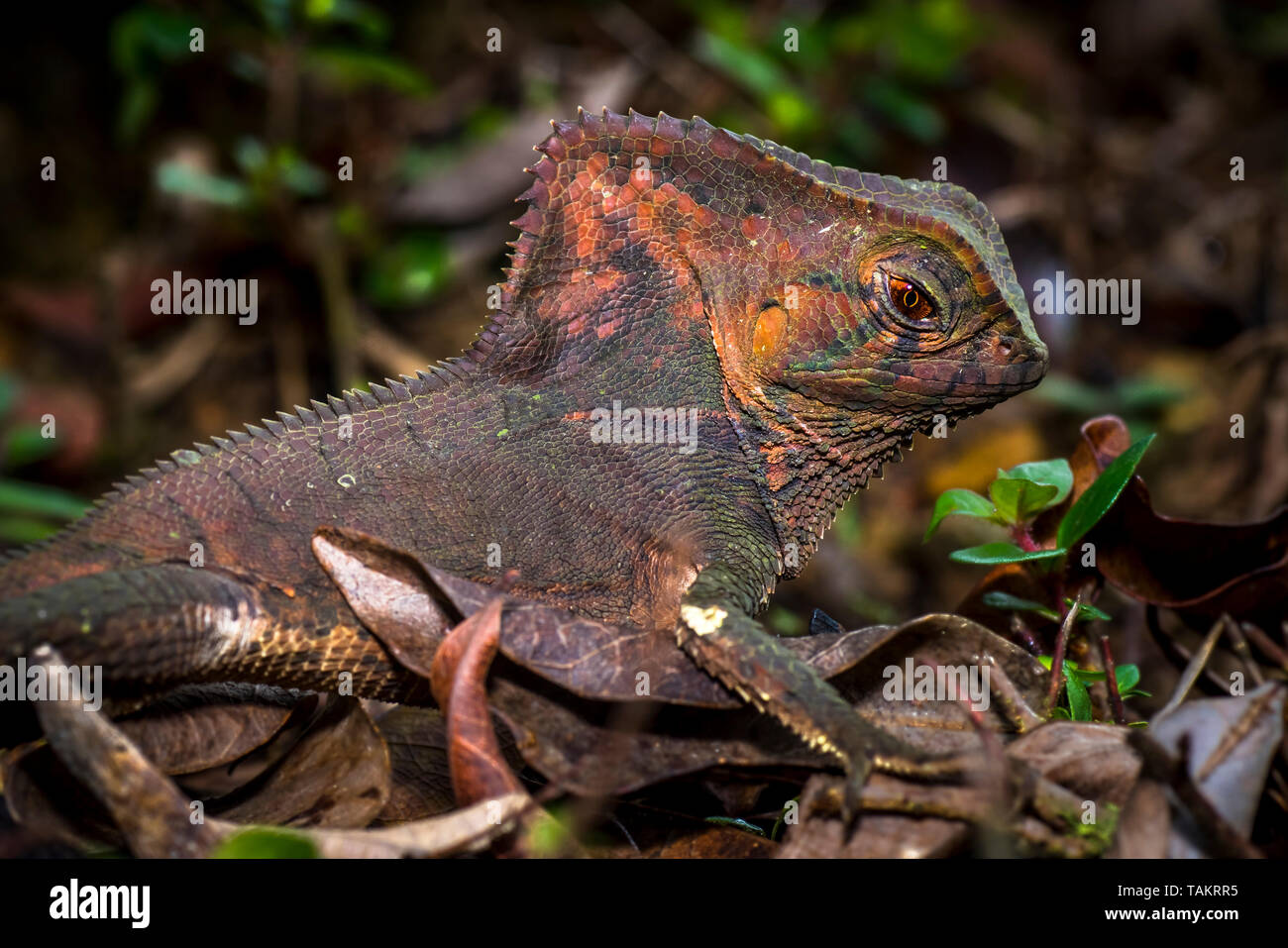 Cerca de lagarto cabeza con mucho detalle parece un dinosaurio Foto de stock