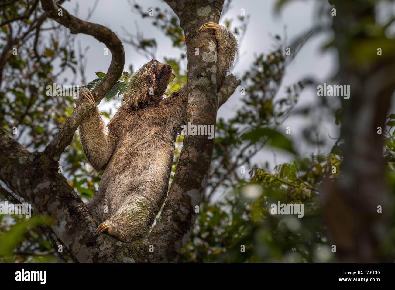 3 vetado sloth trepar a un árbol Foto de stock