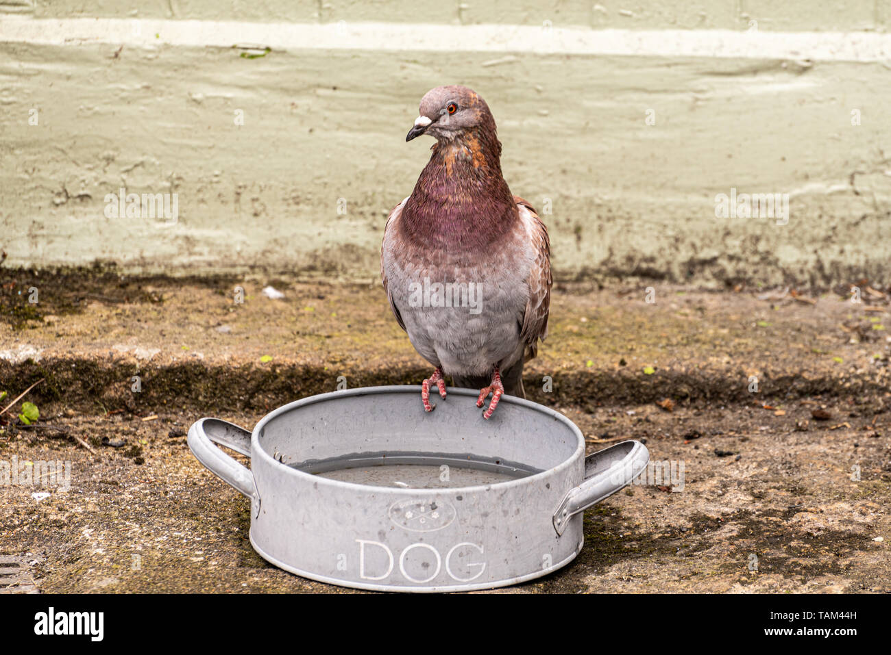 Impertinente pigeon en un tazón de agua del perro, Tavistock, Devon, Reino Unido Foto de stock