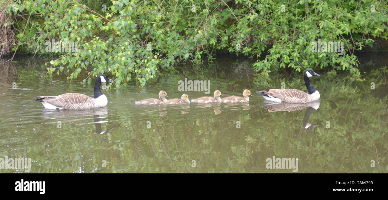 Un par de los gansos de Canadá con sus goslings nadar en el Bridgewater Canal Foto de stock