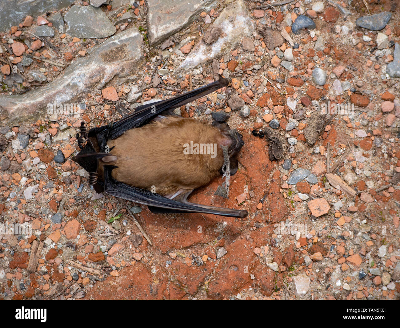 Bat muerta en el suelo. La causa de muerte de animales desconocidos. Pipistrellus pipistrellus. Foto de stock