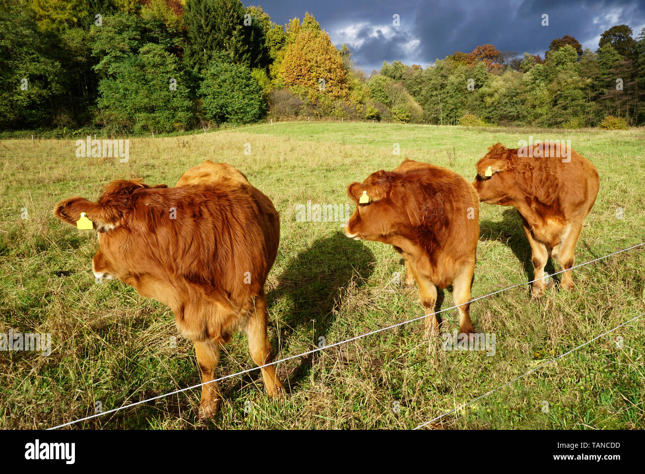 Tres vacas de pie en el campo en busca de distancia Foto de stock