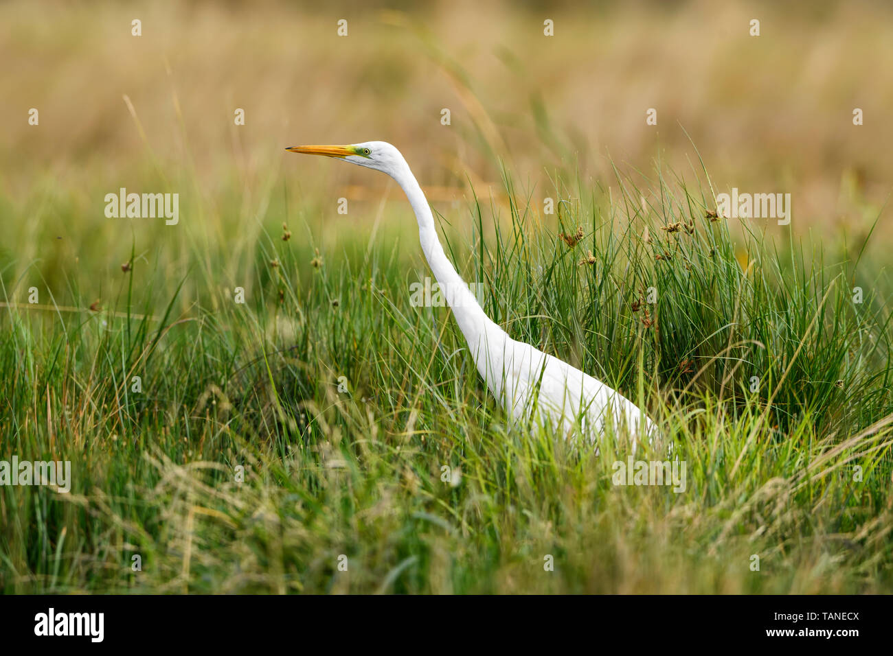 Gran Garceta Blanca - Ardea alba, garceta grande hermoso de aguas frescas de Europa, el Parque Nacional Hortobagy, Hungría Foto de stock