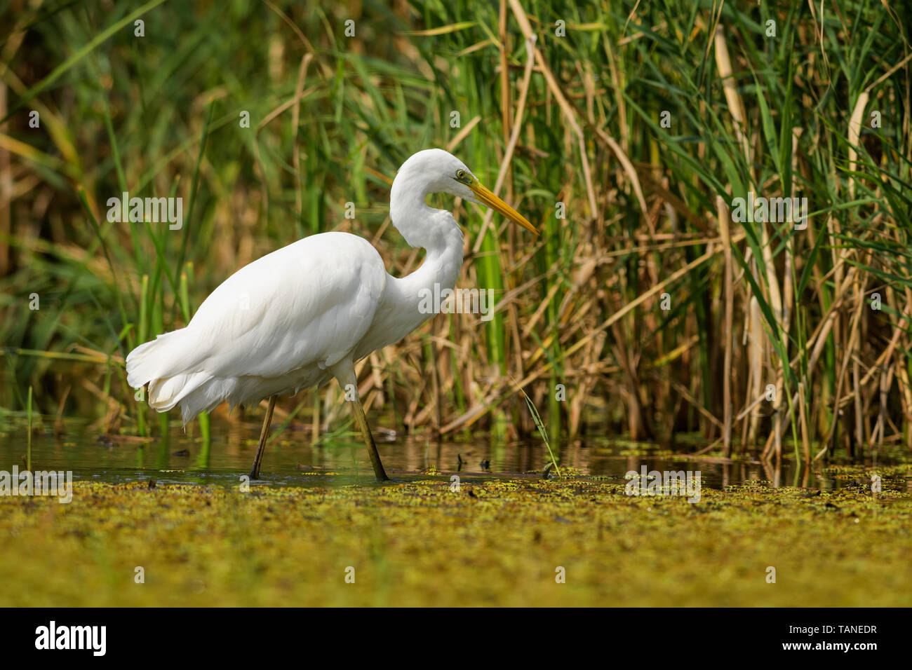 Gran Garceta Blanca - Ardea alba, garceta grande hermoso de aguas frescas de Europa, el Parque Nacional Hortobagy, Hungría Foto de stock