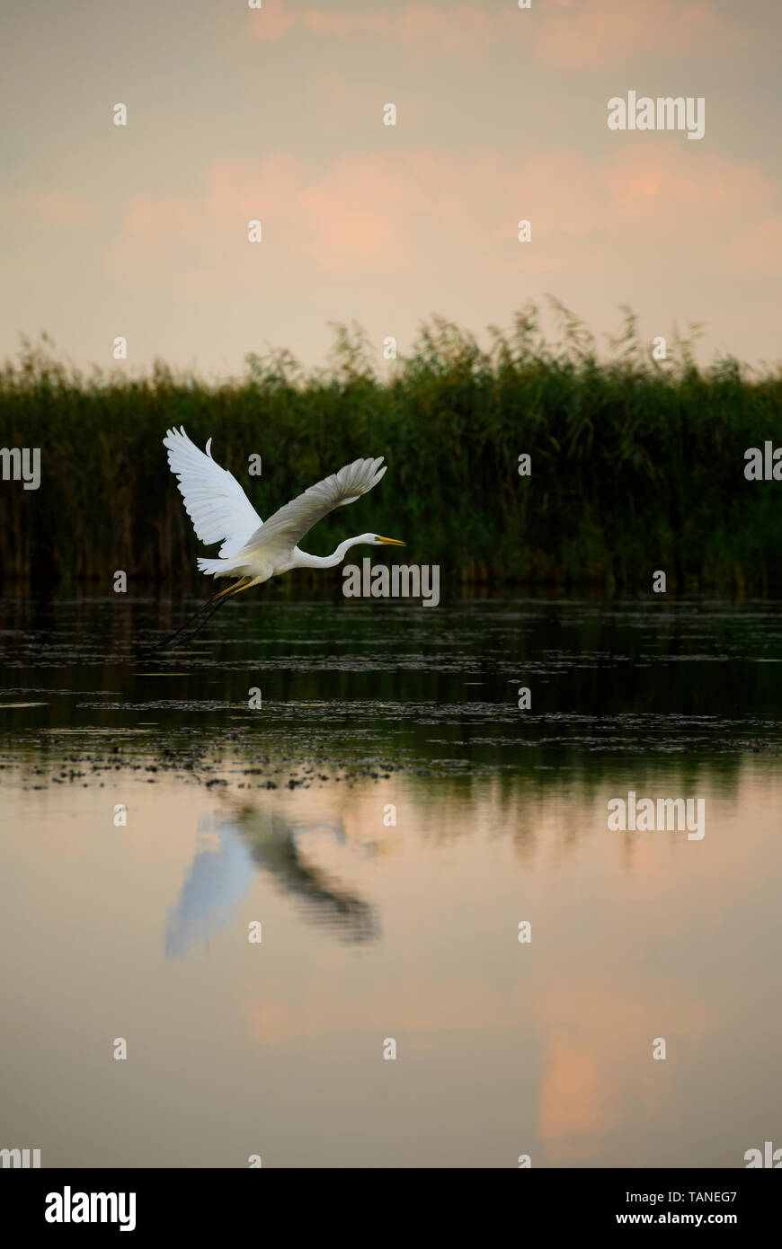 Gran Garceta Blanca - Ardea alba, garceta grande hermoso de aguas frescas de Europa, el Parque Nacional Hortobagy, Hungría Foto de stock