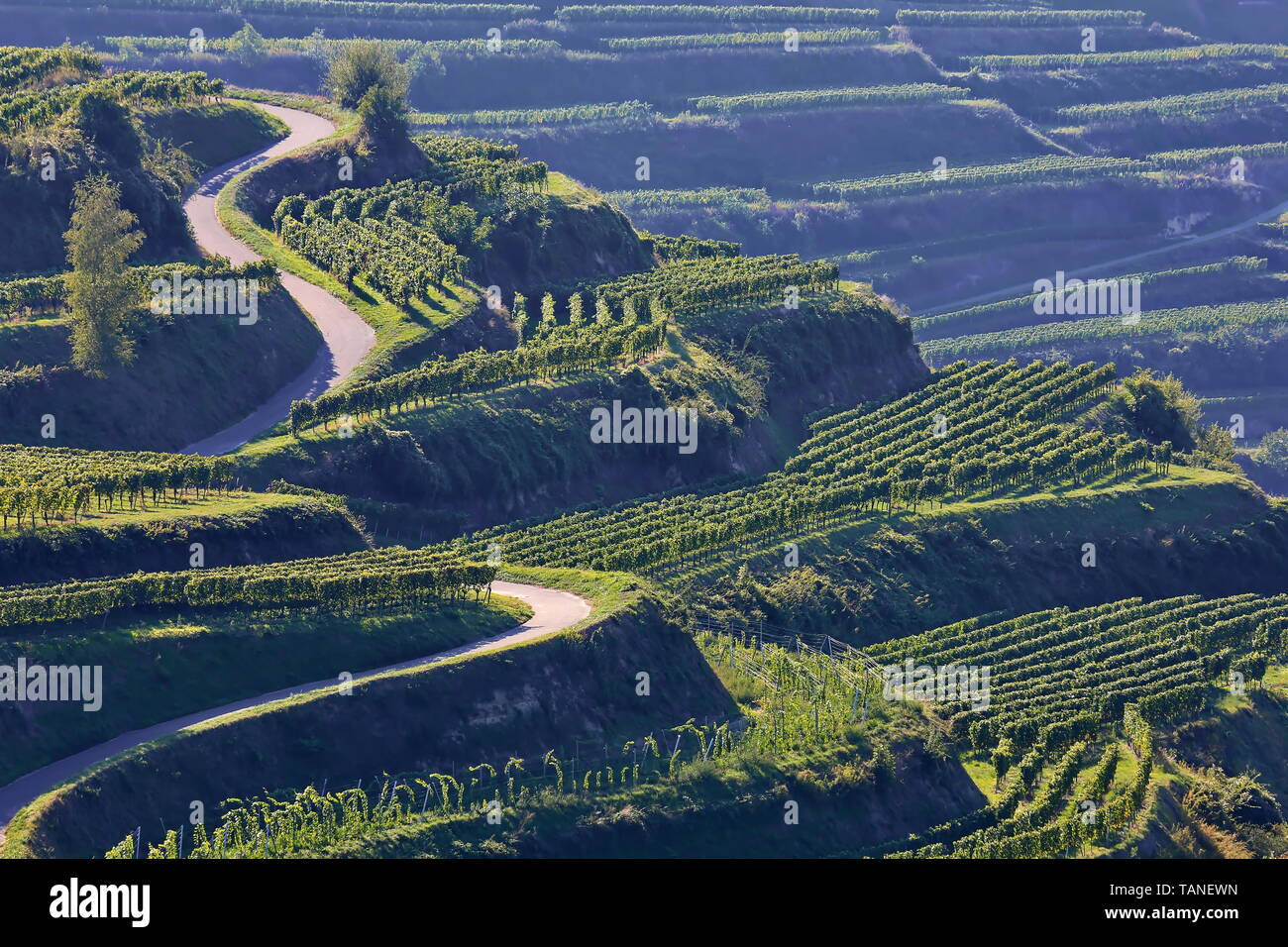 Kaiserstuhl es una región vitivinícola en Alemania Foto de stock