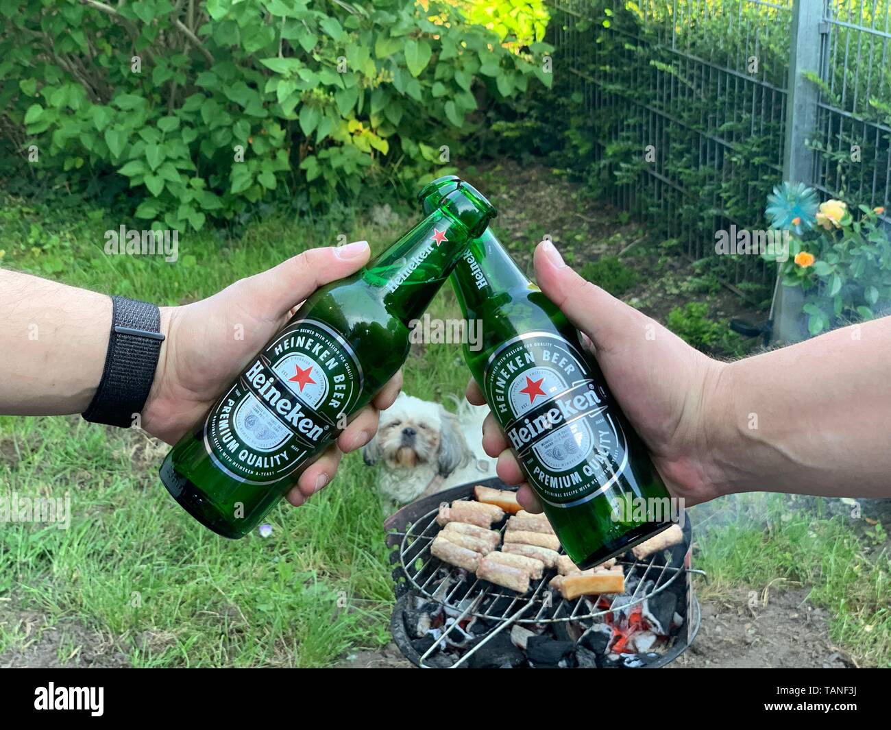 Brindando con cerveza Heineken Closeup manos capturar al partido de barbacoa en el jardín Foto de stock