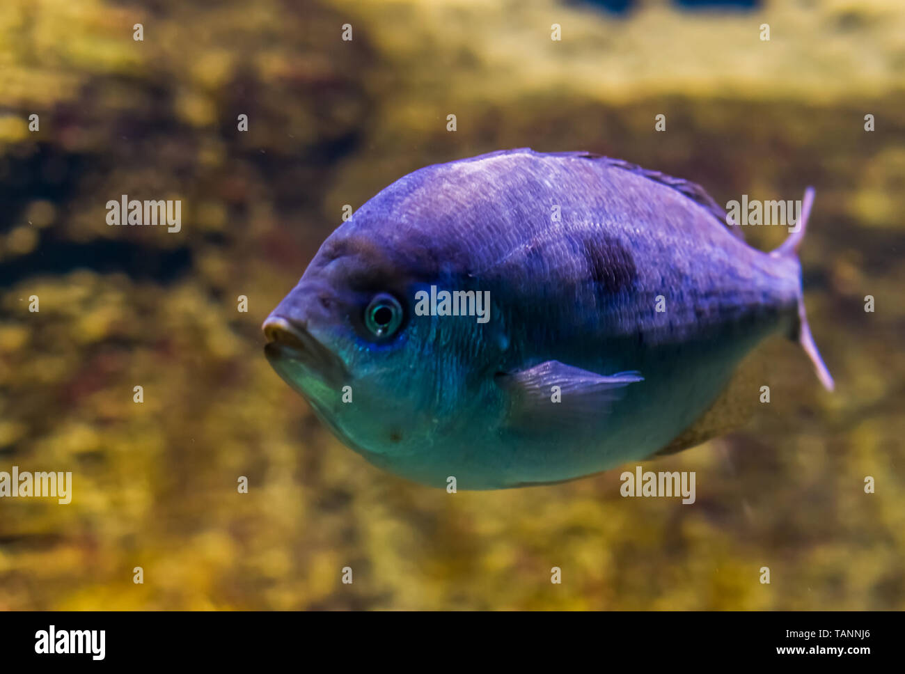 Sargo blanco besugo en primer plano, vivo color púrpura efecto sobre las escalas, peces tropicales de los océanos atlántico e índico Foto de stock