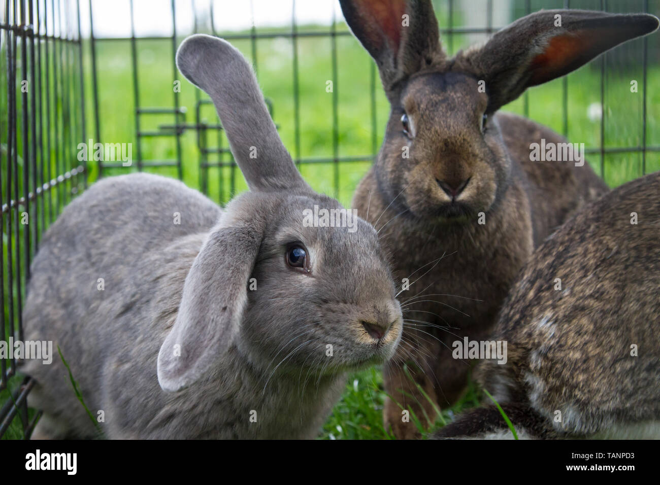 Los conejos comen hierba en un prado, estando en una jaula. Foto de stock