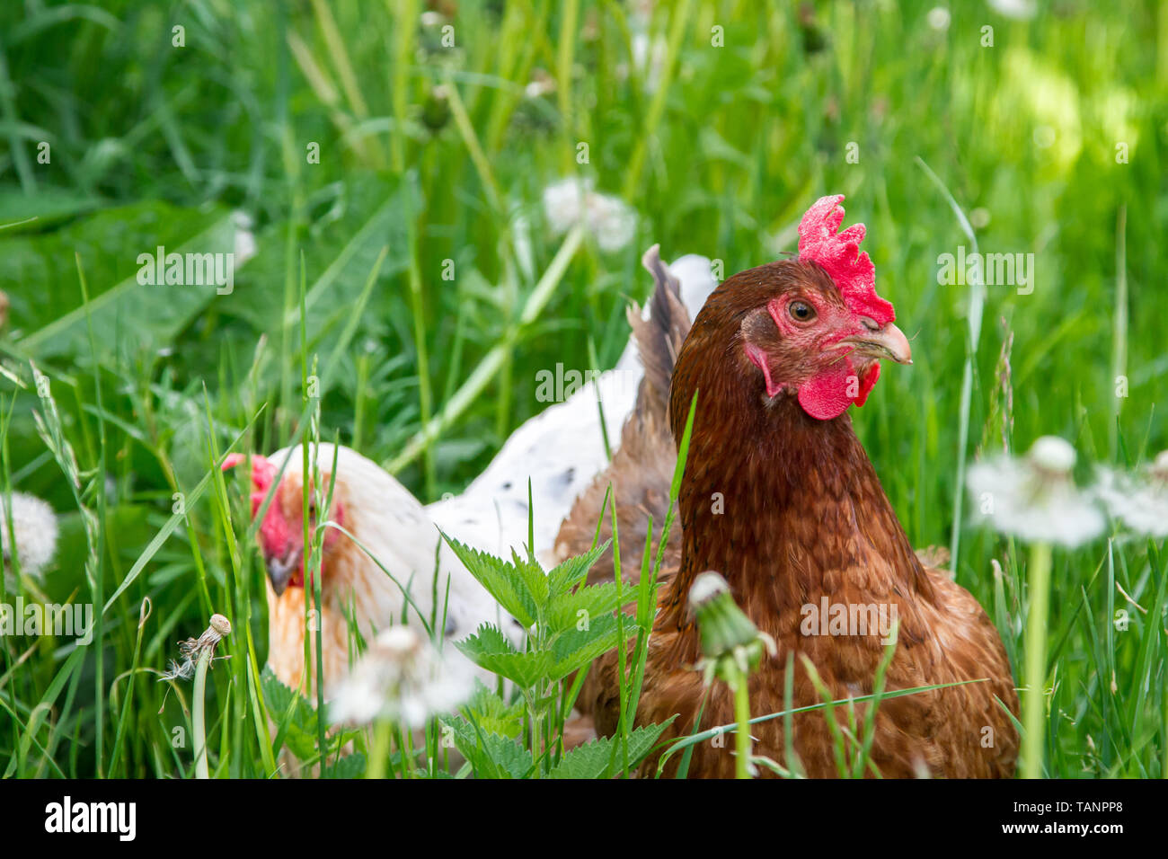 Dos libres de gama híbrida Marans chicken gallinas en la pradera Foto de stock