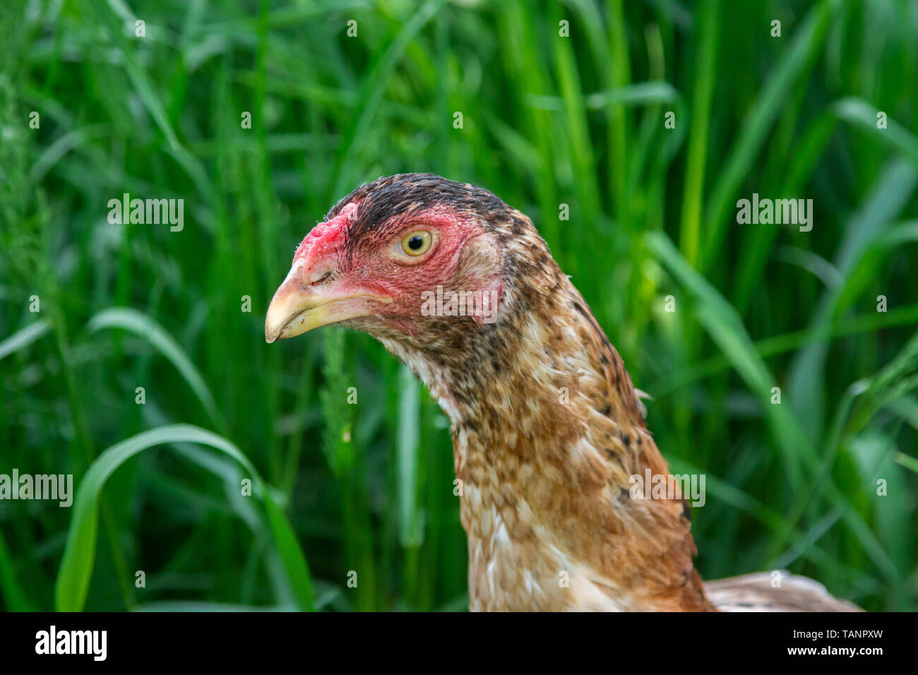 Retrato de un intervalo libre Shamo combates pollo gallina Foto de stock