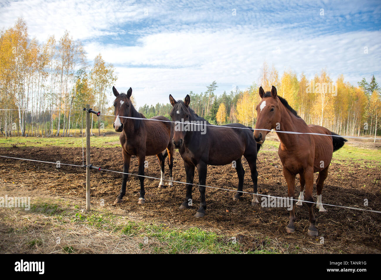 Tres hermosos caballos marrones de pie en una fila en el paddock Fotografía  de stock - Alamy