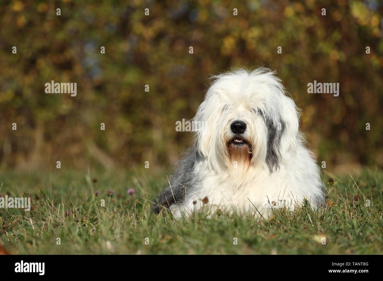 Bobtail Mira Hacia Adelante. Viejo Perro Pastor Inglés Se Encuentra En La  Hierba Fotos, retratos, imágenes y fotografía de archivo libres de derecho.  Image 85360913