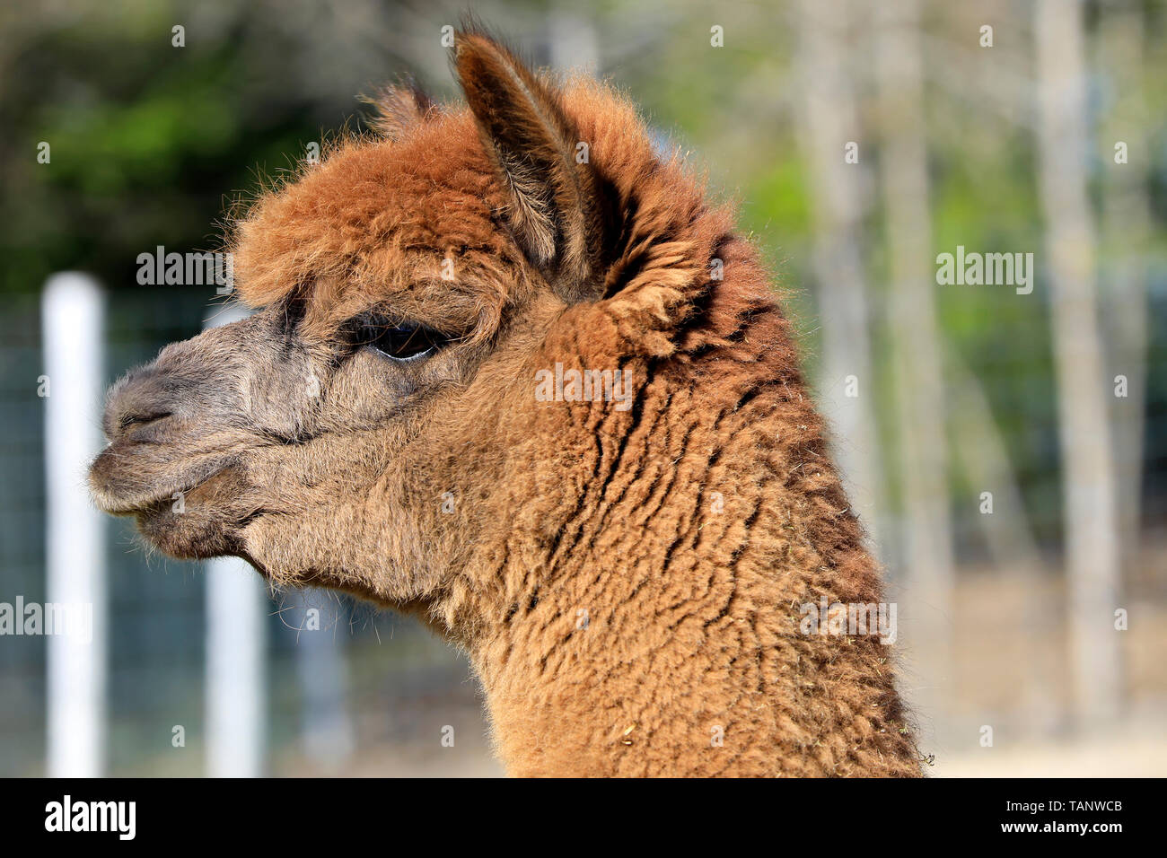 Brown alpaca domesticada, Vicugna pacos, en el perfil vertical. Foto de stock