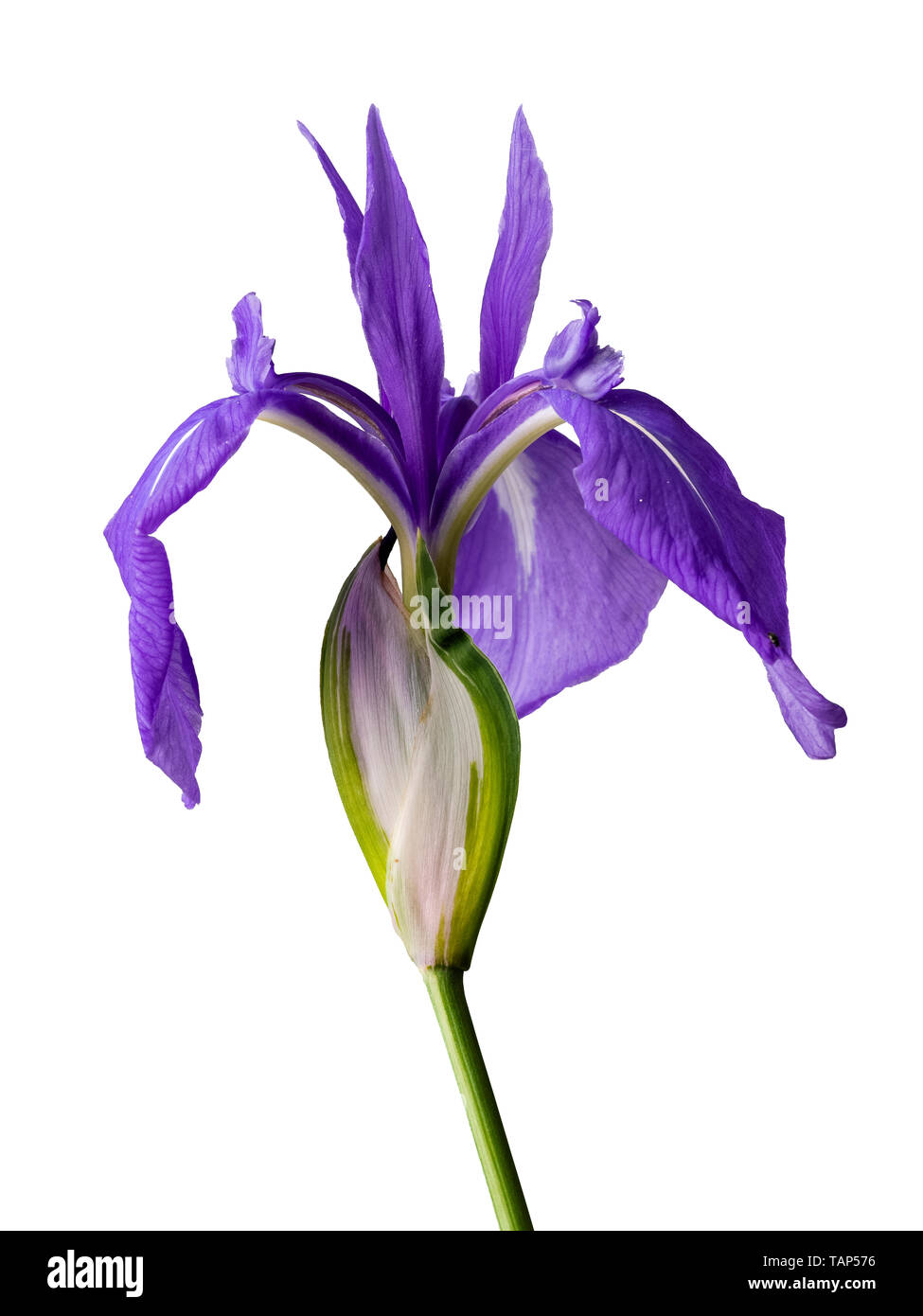 Flor Única de la flor azul jaspeado blanco lirio acuático, Iris laevigata 'Variegata', sobre un fondo blanco. Foto de stock