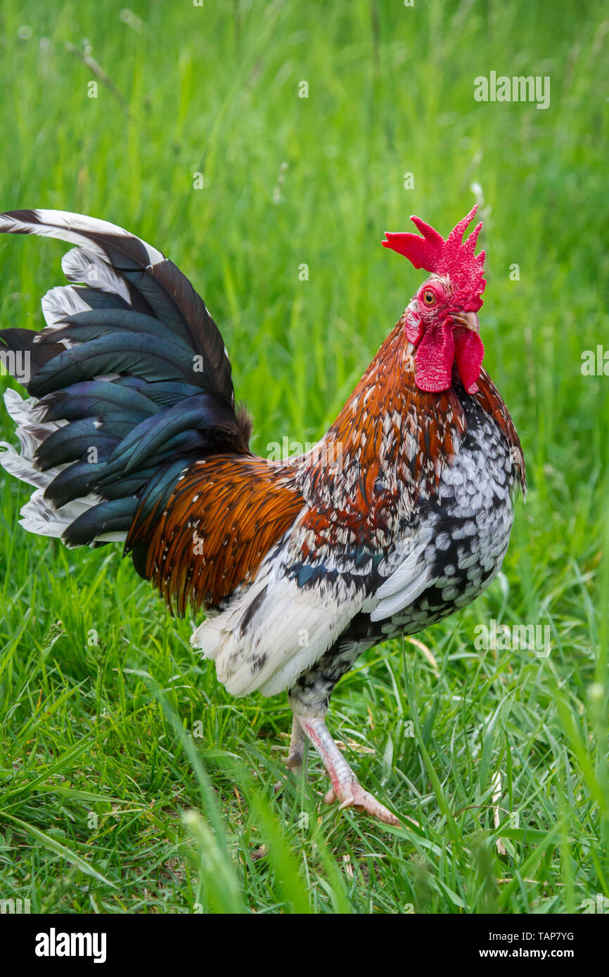 Steinpiperl Steinhendl Stoapiperl - - - pollo gallo - Críticamente en peligro Pollo raza de Austria en free range (Gallus gallus domesticus) Foto de stock