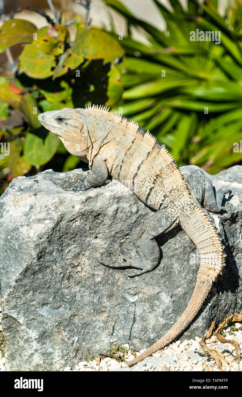 Iguana en la península de Yucatán en México Foto de stock