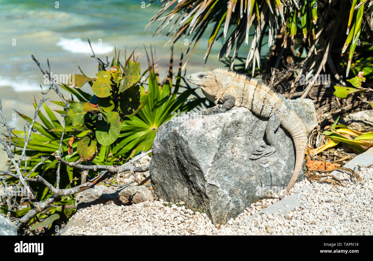 Iguana en la península de Yucatán en México Foto de stock