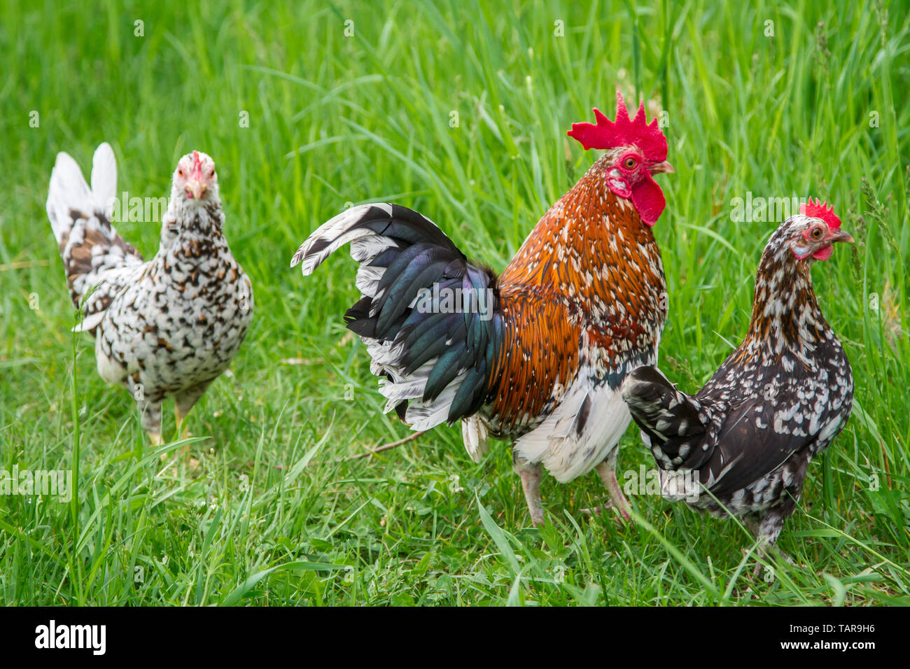 Steinpiperl Steinhendl Stoapiperl - - - Grupo de pollo - Críticamente en peligro Pollo raza de Austria en free range (Gallus gallus domesticus) Foto de stock